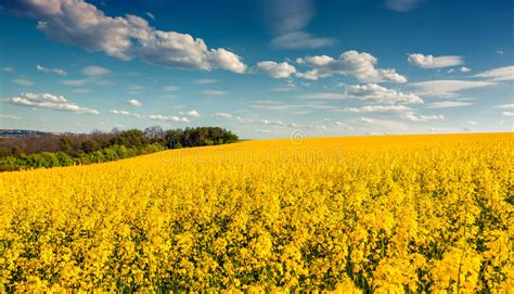 Sunny Summer Morning In Field Of Blossoming Colza Stock Image Image