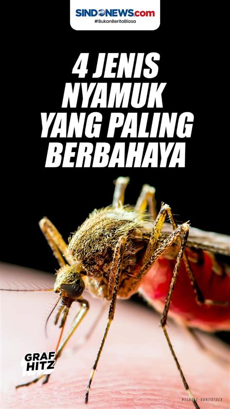 Kenali Jenis Jenis Nyamuk Yang Berbahaya Dan Mengancam Nyawa Manusia Sexiz Pix