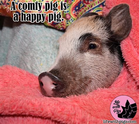 Pig Memes Life With Pigs Farm Animal Sanctuary