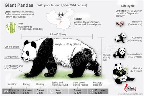 Giant Pandas — All The Things You Want To Know