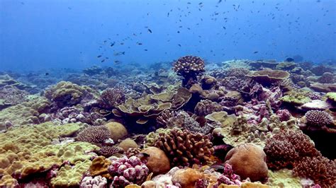 In Surprising Sign Of Resilience Some Corals Can Survive Long Heat