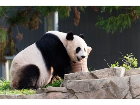 Pregnant Panda National Zoo Giving Mei Xiang Privacy Fairfax City