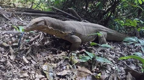 Water Monitor Lizard Khao Sok National Park Thailand Youtube