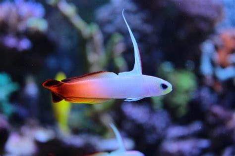 Firefish Goby For Sale Nemateleotris Magnifica Top Care Facts