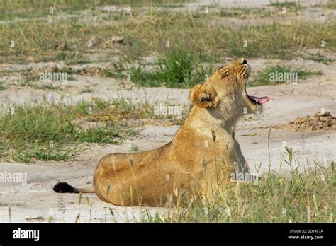 Lioness Panthera Leo Awakening With A Big Yawn Enjoying Lying Down
