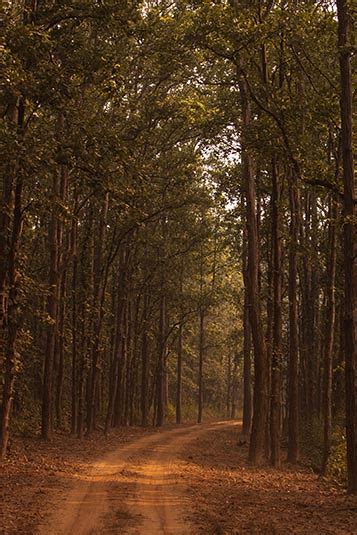 Forest Kanha Madhya Pradesh India
