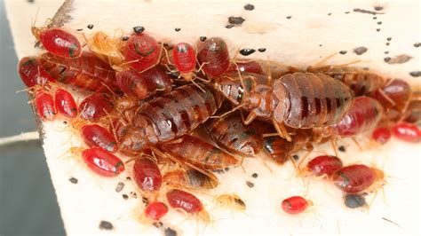 Bed Bugs Modify Microbiome Of Homes They Infest Nc State News