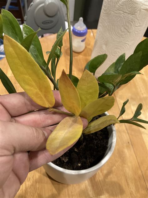 Whats Wrong With My Zz Plant And How Can I Help It Also For Stems Of