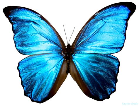 Please pause the how to draw a butterfly (blue morpho) video after each step to draw at your own pace. Blue Butterfly Drawings - ClipArt Best