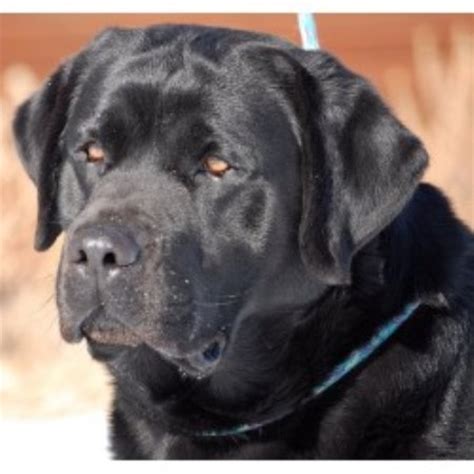 Occasionally, these females have pups. Riorock Labradors, Labrador Retriever Breeder in ...