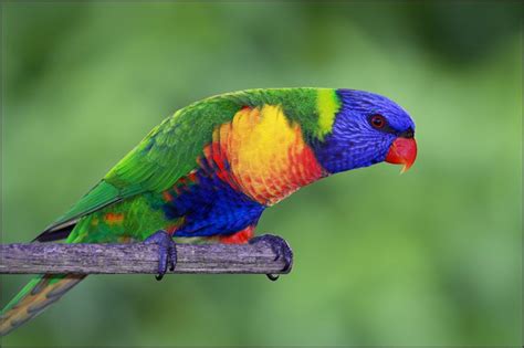 Rainbow Lorikeet Bird Beautiful Birds Bird Parrot