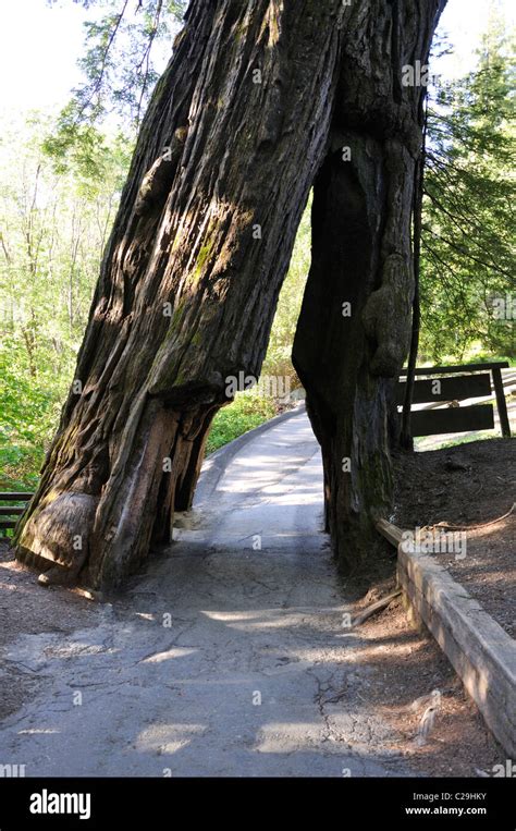 Redwoods National Park California Usa Drive Thru Tree Stock Photo