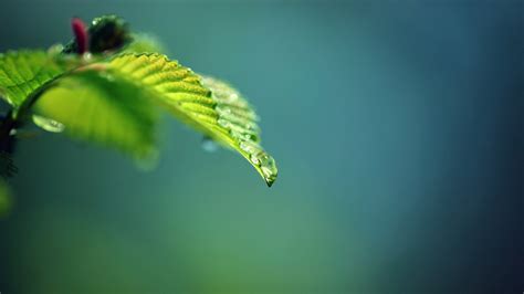 Shallow Focus Photography Of Leaf Hd Wallpaper Wallpaper Flare