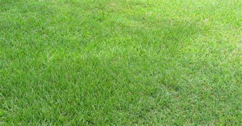 Bahia grass is not an aggressive spreader and does not require excessive fertilization. These Are 4 Grass Types That Thrive in Birmingham Lawns ...