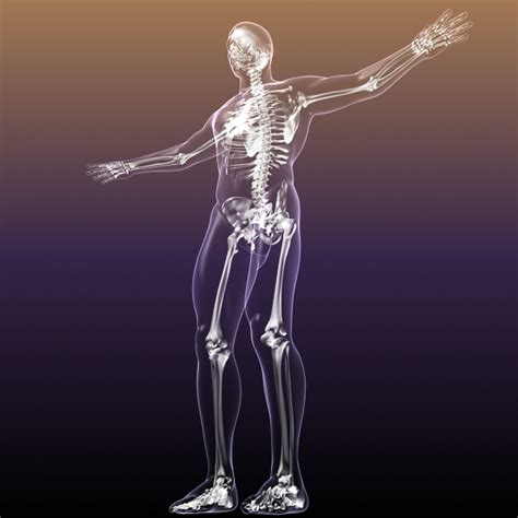 Human Skeleton In Body 3d Model Flatpyramid