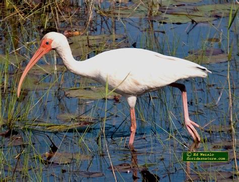 Birds Of Florida Herons And Egrets Birds Bird Species Florida