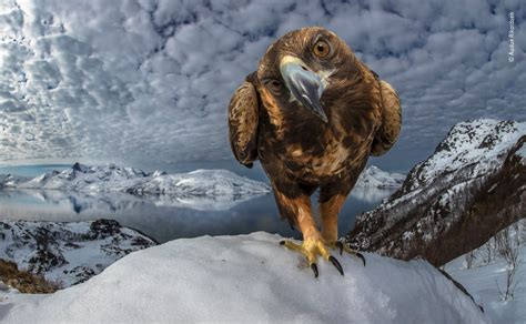 25 Peoples Choice Photos For Wildlife Photographer Of The Year 2019