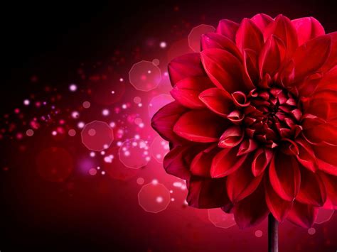 Red Dahlia