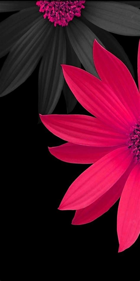 Download Pink And Black 3d Flowers Wallpaper By Tward61 Pink And