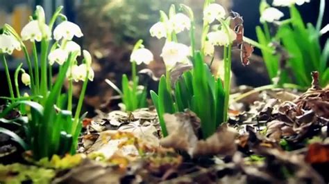 It can be hard to believe that plants have their own music, but actually they do. The Growth of Plants - Relaxing Music - YouTube