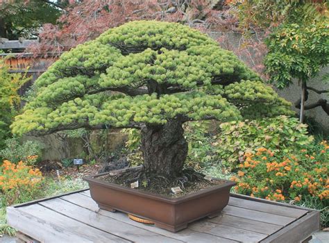 Bonsai Spotlight 6 Of The Oldest Bonsai Trees In The World