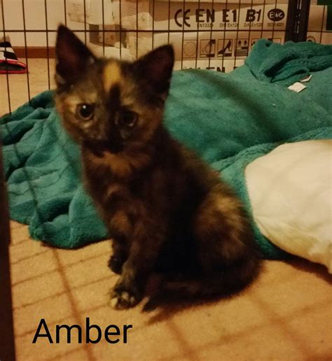 Meet Amber Paws And Claws Adoptions Inc