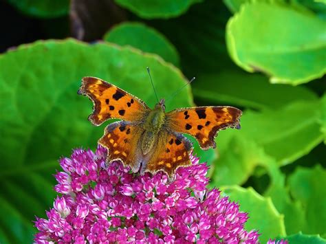 Schmetterling C Falter Schmetterling Butterfly Flickr