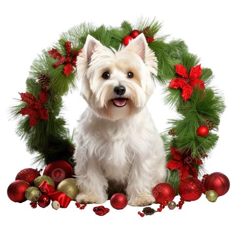 Cute West Highland White Terrier Dog In Christmas Wreath Isolated Dog