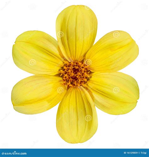 Yellow Dahlia Flower Isolated On White Background Royalty Free Stock