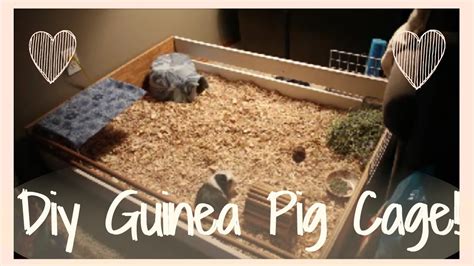 You can absolutely customize a c&c guinea pig cage as per your requirements and get a lot. DIY Guinea Pig cage! How I built my new cage! - YouTube