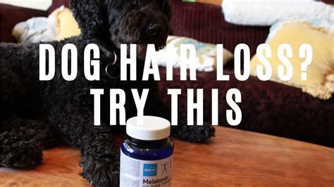 This will improve the air circulation, and make it easier to apply the prescribed ointment or lotion. Home Remedy For Dog Hair Loss - YouTube