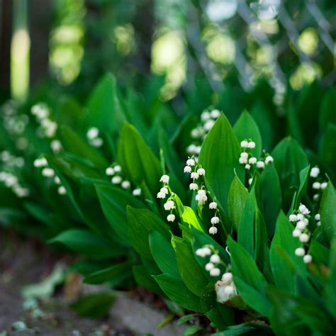 Lily Of The Valley Ground Cover Pips 1 Year Old Convallaria Bulbs