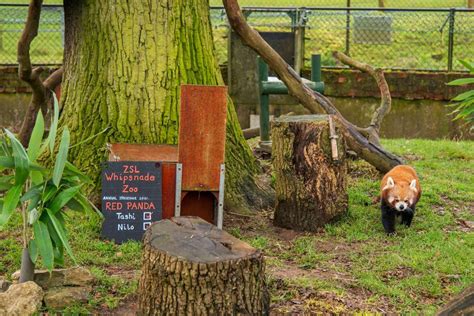 Red Pandas At Zsl Whipsnade Zoo Checked Red Pandazine