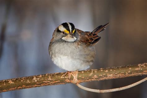 Top 20 Backyard Birds In North Carolina Free Picture Id Printable