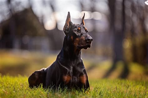 Best Dog Breeds For Guarding And Protection Dog Breed Advisor