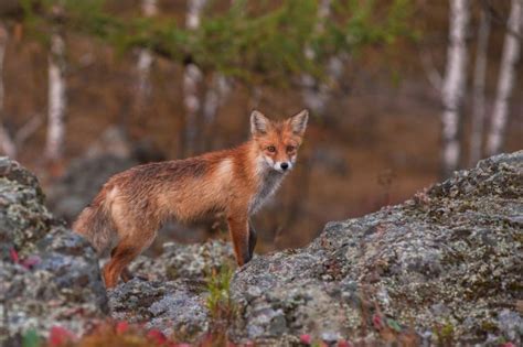 Wild Red Fox Stock Photo By ©countkert 2405042