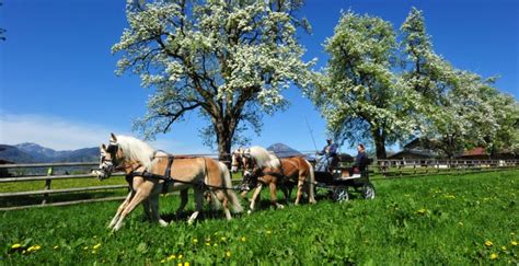 Pferde Almabtrieb Ebbs Kufsteinerland In Tirol Österreich
