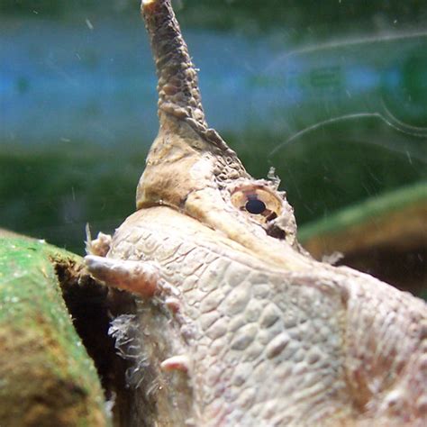 Matamata Turtle Unusual Turtle With Fringed Flaps Of Flesh Flickr
