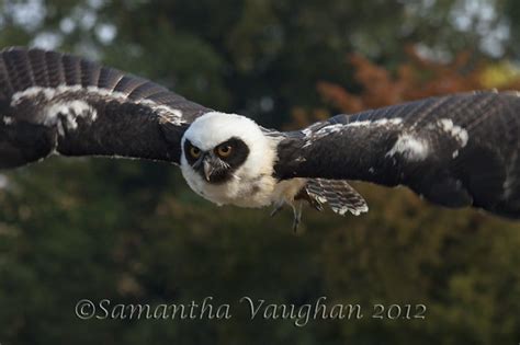 Spectacled Owl In Flight Explore Queenofcalamitys Photos Flickr