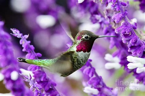 Annas Hummingbird With Purple Flower Photograph By Edmund Wu Fine