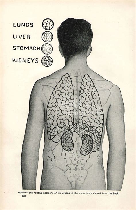 Male Body Back Anatomy Organs