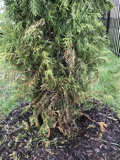 Emerald Green Arborvitae Smaragd 1 Of 18 Started Dying From Bottom Up