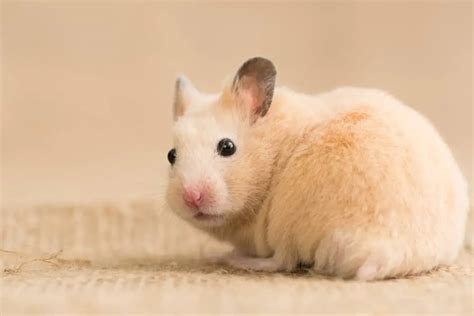 Syrian Hamster Appearance Interesting Facts And Behavior