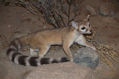 Meet The Ringtail Cat Quite Possibly One Of The Cutest Animals In