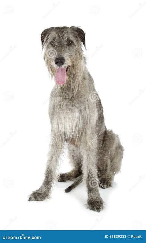 Irish Wolfhound Stock Image Image Of Hairy Guard Pedigree 33839233