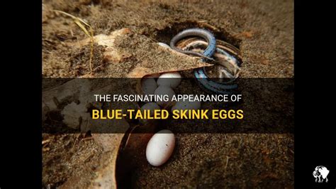 The Fascinating Appearance Of Blue Tailed Skink Eggs Petshun