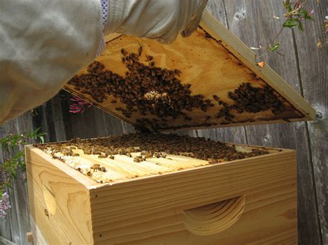 En chemin, après une nuit d'ivresse, jamie invite une jeune femme excentrique, crystal fairy, à se joindre à eux. Urban beekeeping project aimed at Philadelphia's ...