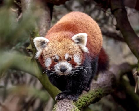 Retrato De Panda Rojo Foto Premium