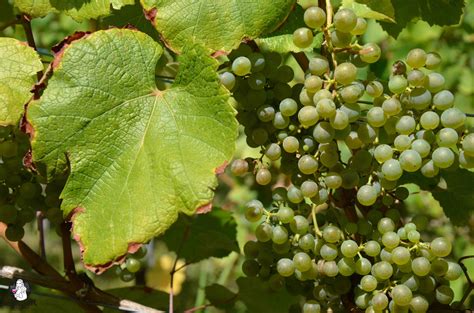 Cépage Petit Manseng Domaine Haut Berba Vineyard Grapes Fruit