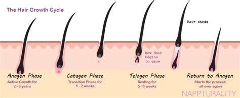 Hair Growth Explained Just So You Know